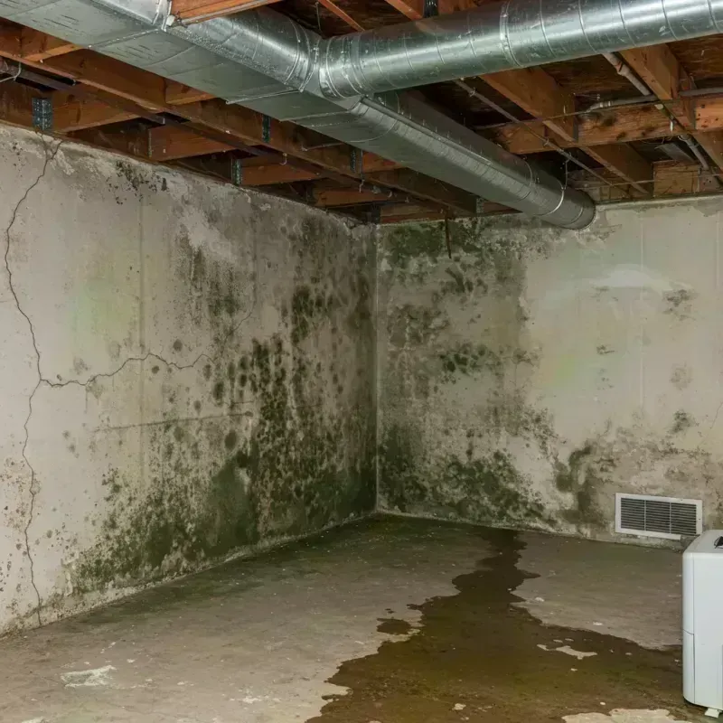 Professional Mold Removal in Corning, CA